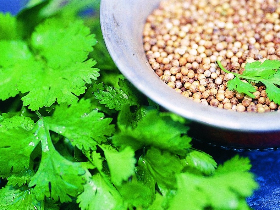 Tuti gli erbe aromatiche / Coriandolo