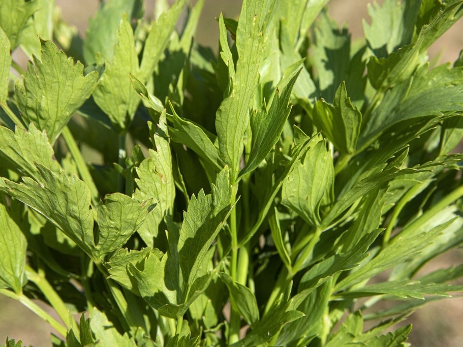 Toutes les herbes aromatiques / Livèche