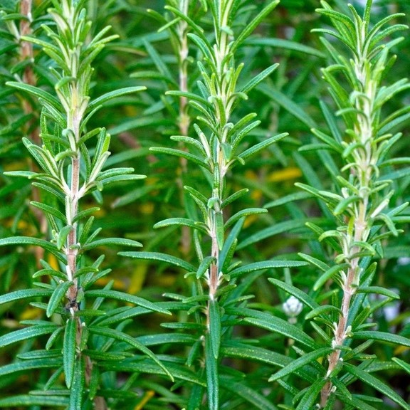 All herb seeds / Rosemary