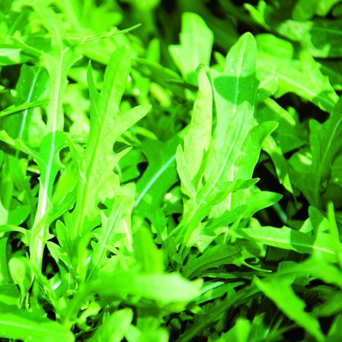 Toutes les herbes aromatiques / Roquette