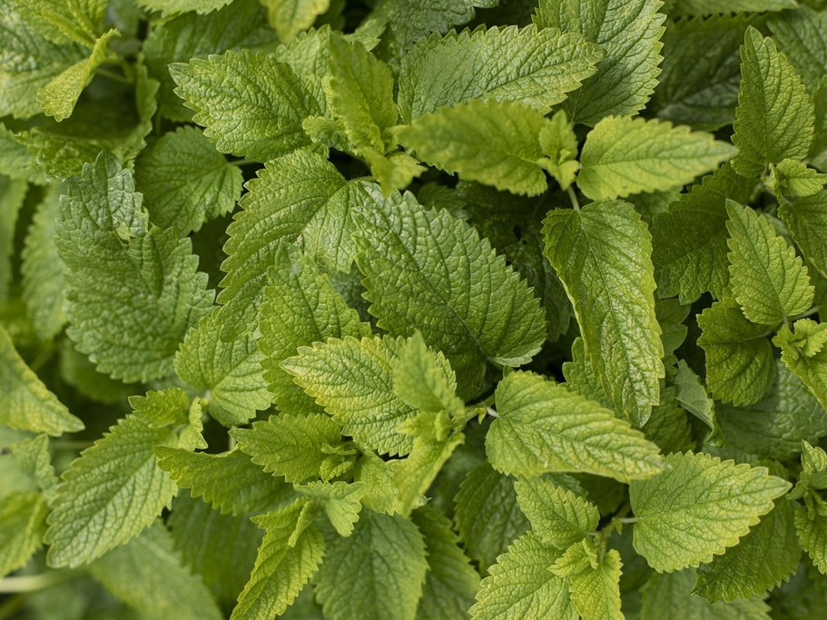 Toutes les herbes aromatiques / Mélisse citronnée