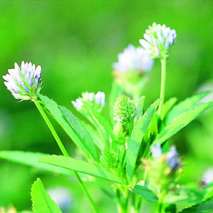 Toutes les herbes aromatiques / Trigonelle bleue, Trèfle musqué