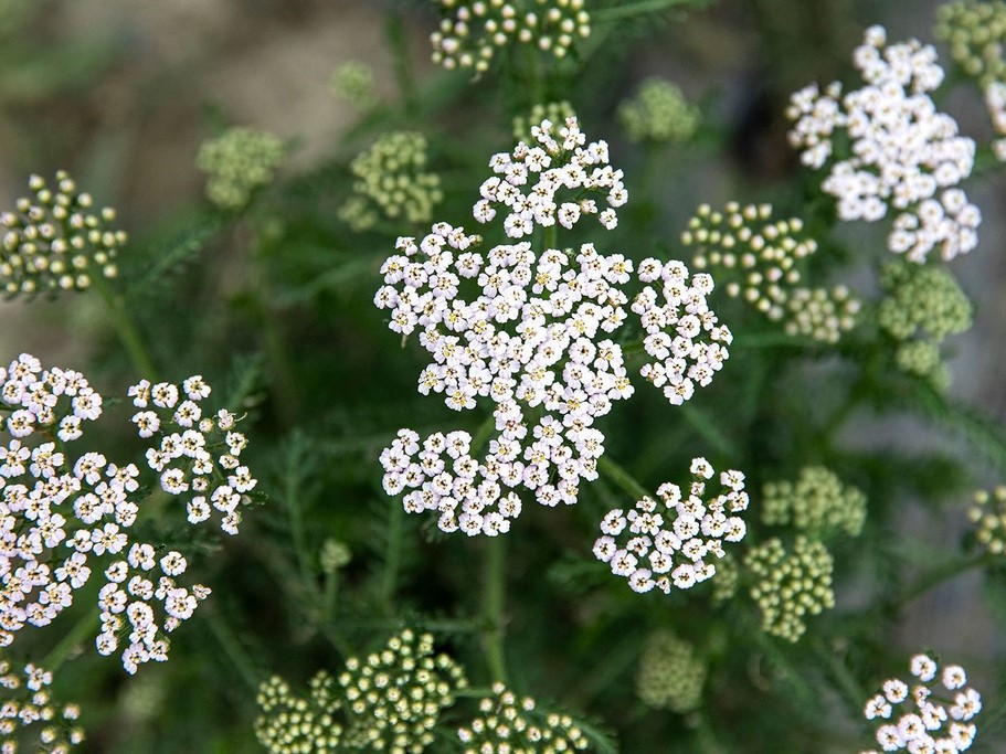 Toutes les herbes aromatiques / Achillée mille-feuille