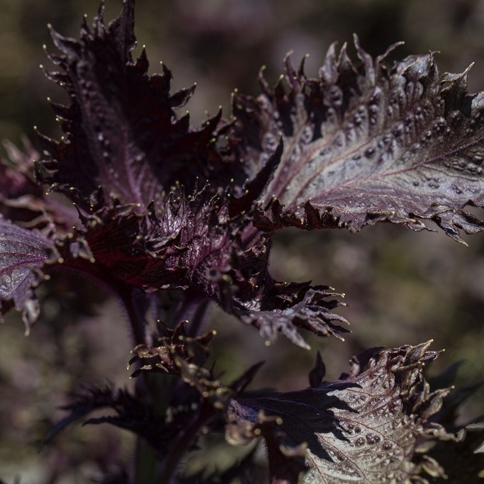 Toutes les herbes aromatiques / Perilla, Shiso