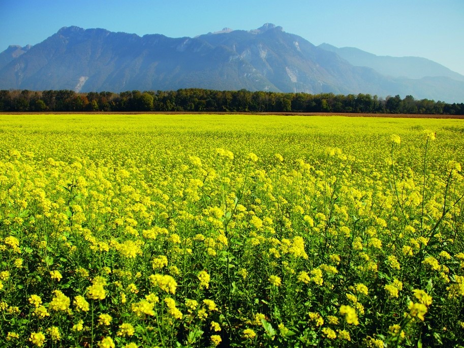 Toutes les herbes aromatiques / Moutarde