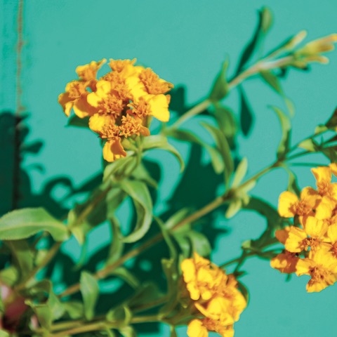 Alle Kräutersamen / Tagetes, Gewürztagetes