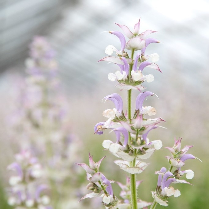 Tuti gli semi di fiori / Salvia