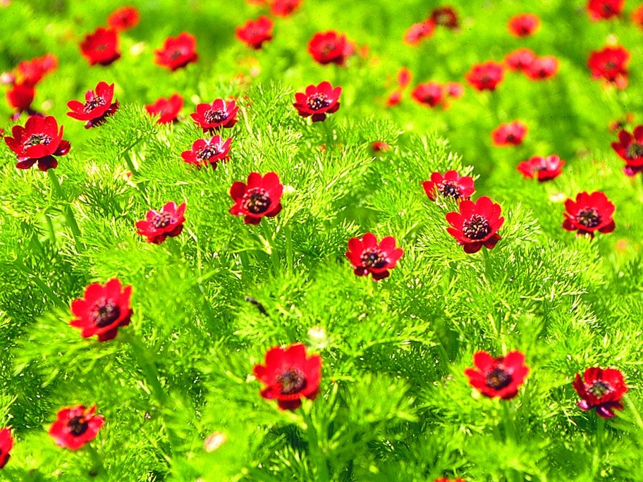 Toutes les fleurs / Adonis d'été