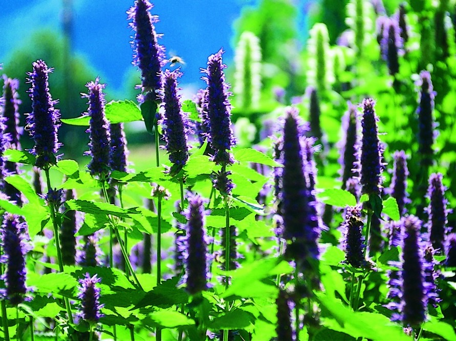 Toutes les fleurs / Agastache, Menthe de Corée