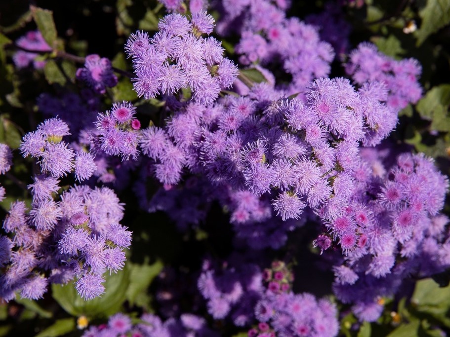 All flowers / Ageratum, Blue star, Blue floss