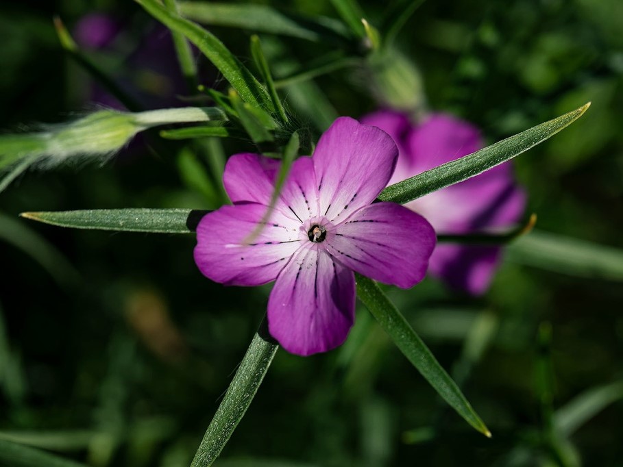 Toutes les fleurs / Nielle des blés