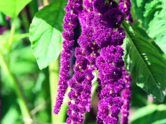 All flowers / Amaranth, Ornamental 