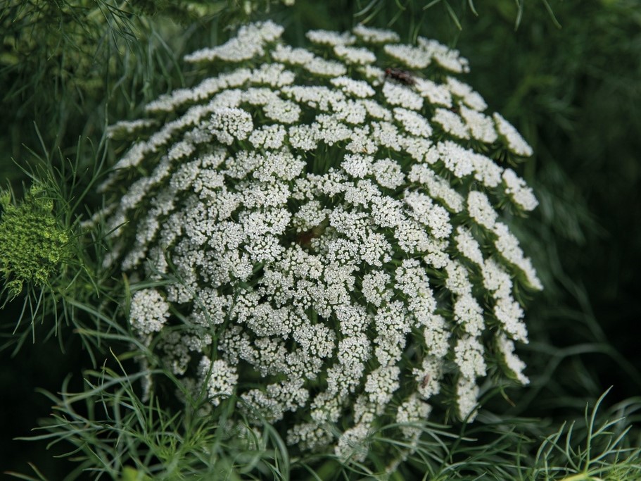 All flowers / Toothpick-plant, toothpickweed, bisnaga, khella