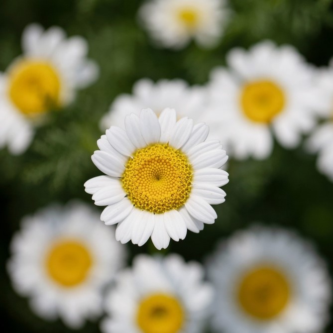 Alle Blumensamen / Römischer Bertram