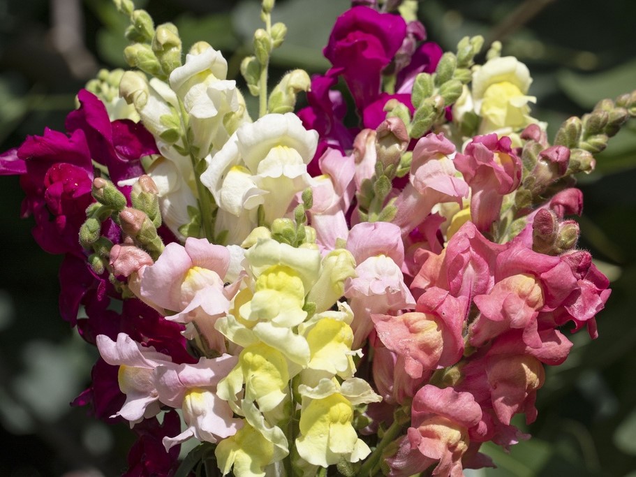 Tuti gli semi di fiori / Bocca di leone