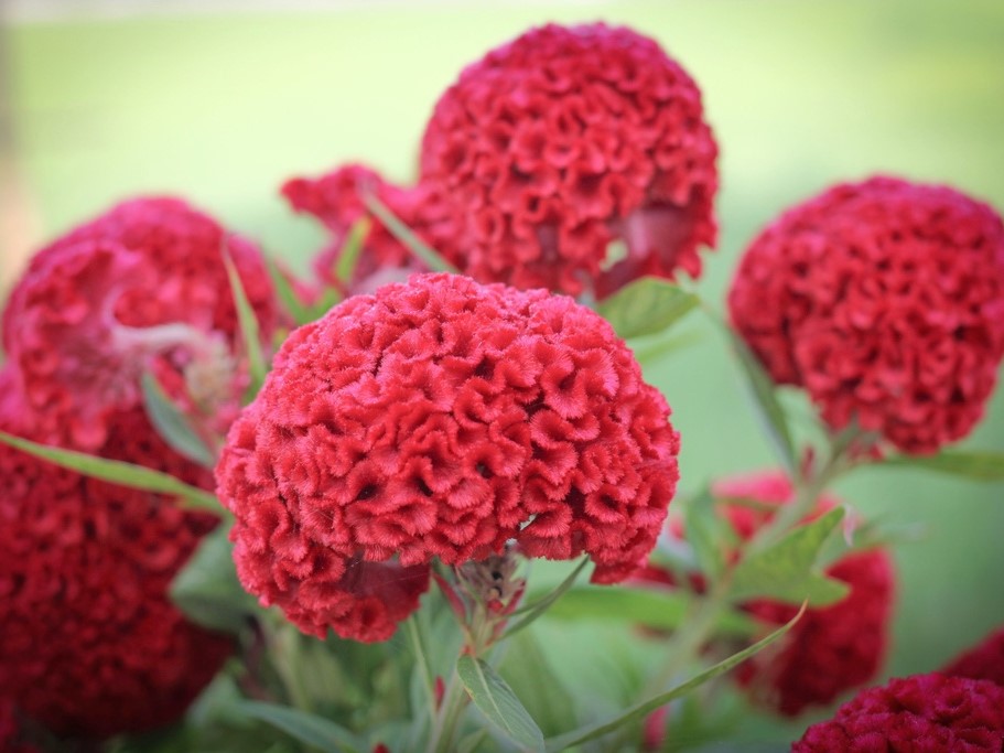 All flowers / Celosia, Cockscomb