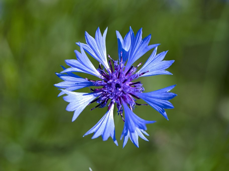 All flowers / Cornflower