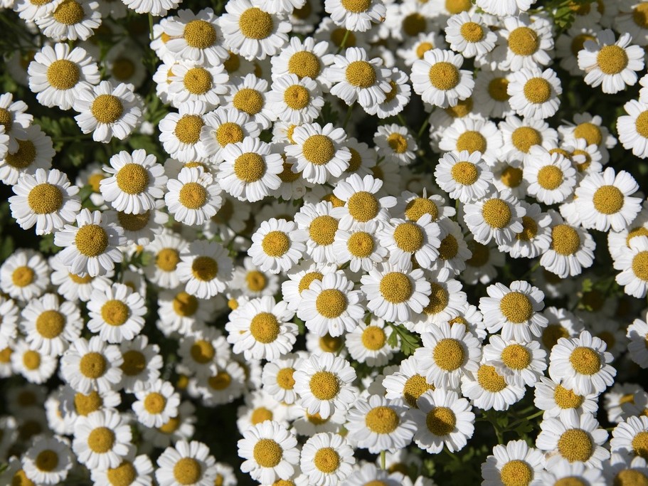 Alle Blumensamen / Mutterkraut