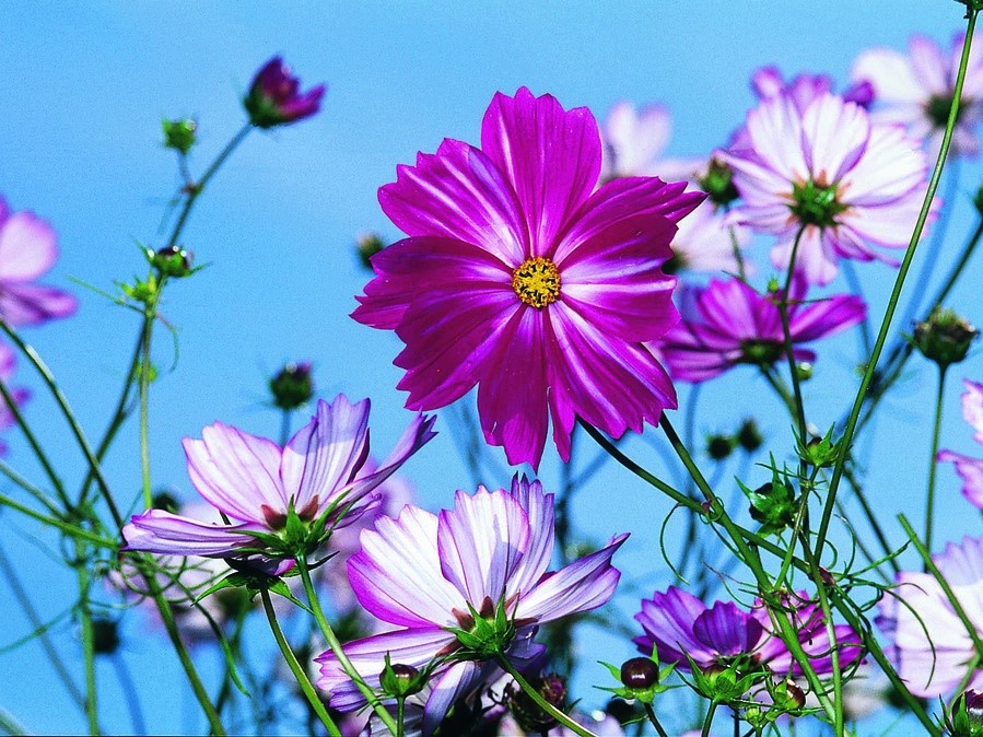 All flowers / Cosmos, Garden cosmos, Mexican aster, Sulfur cosmos