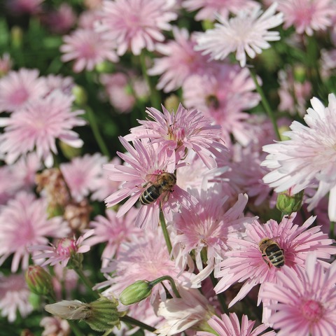 All flowers / Red hawksbeard, Pink hawk's-beard