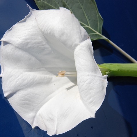 All flowers / Angel's Trumpet, Datura