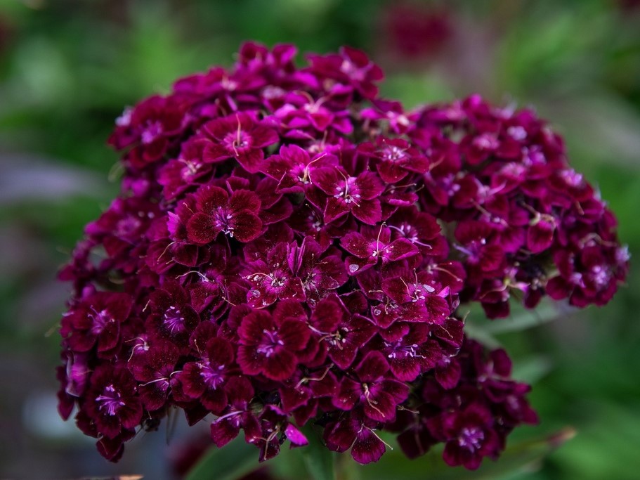 All flowers / Carnation, Dianthus