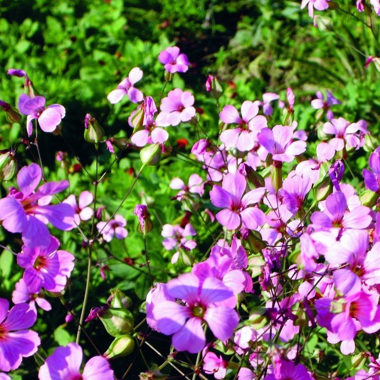 Alle Blumensamen / Nelken / Kuhnelke 