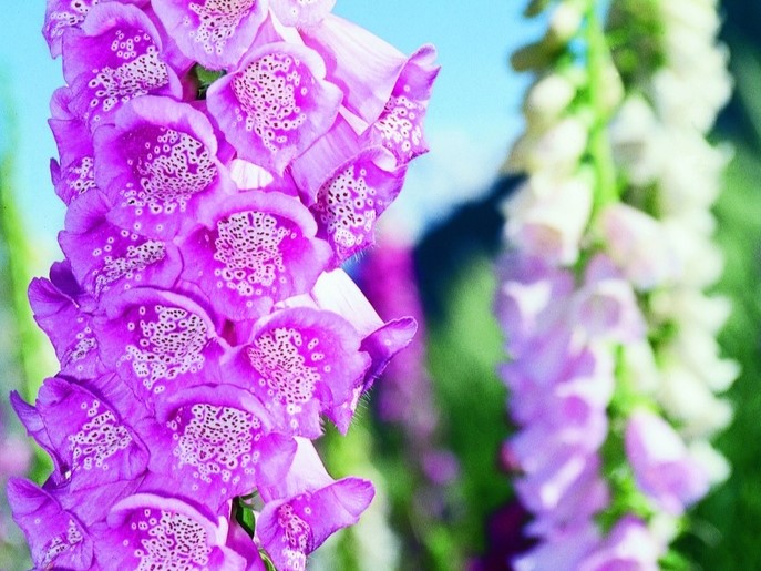 All flowers / Foxglove, Lady’s glove