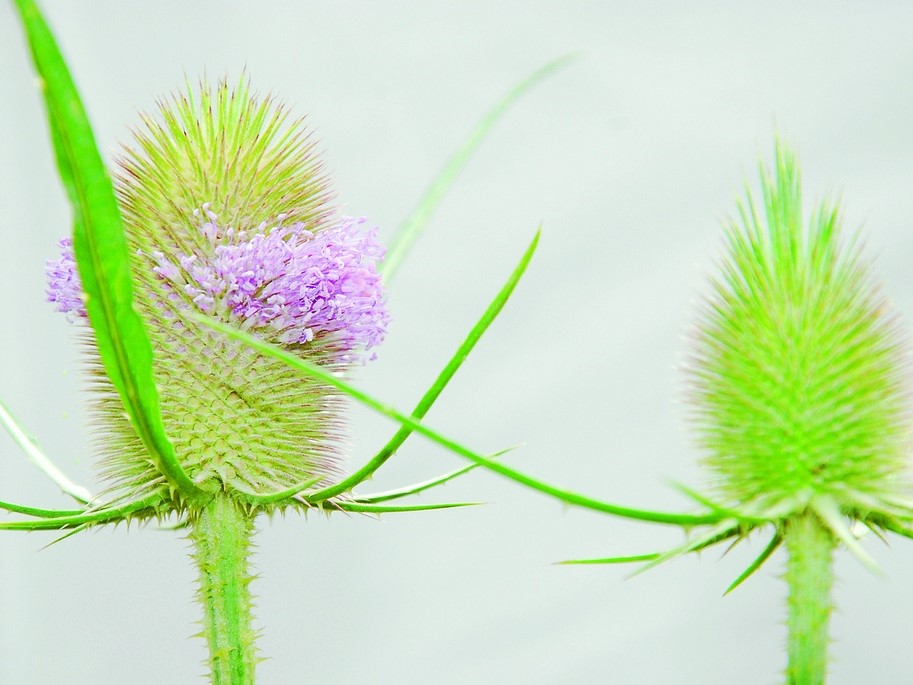 All flowers / Wild teasel, Fuller's teasel