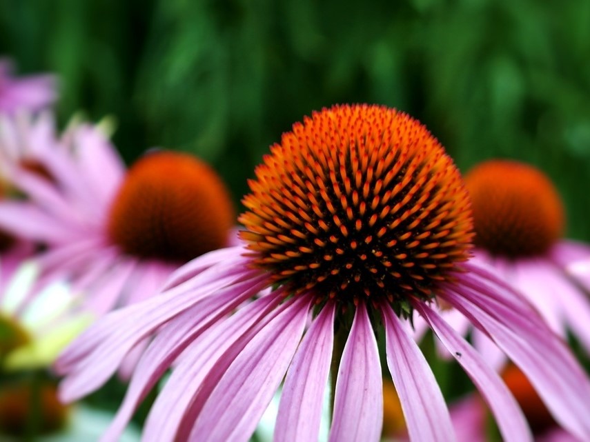 All flowers / Purple coneflower