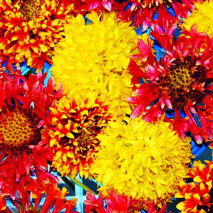 Tuti gli semi di fiori / Gaillardia