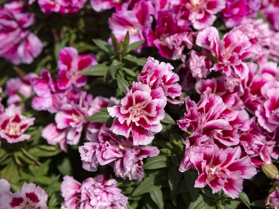 Toutes les fleurs / Godetia, Azalée d'été