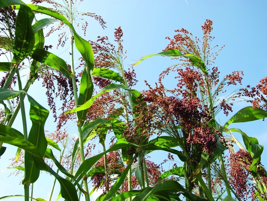 All flowers / Sorghum