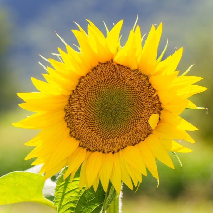 Toutes les fleurs / Tournesol