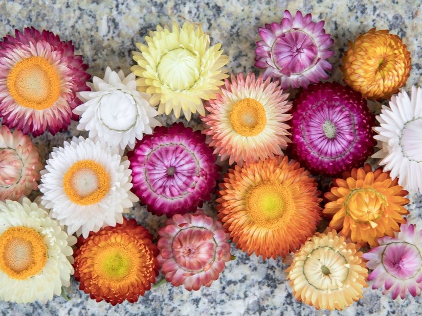 Toutes les fleurs / Immortelle à bractées