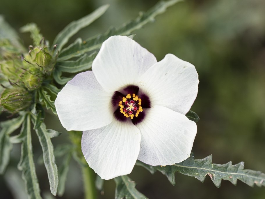 All flowers / Flower-of-an-hour, Bladder hibiscus