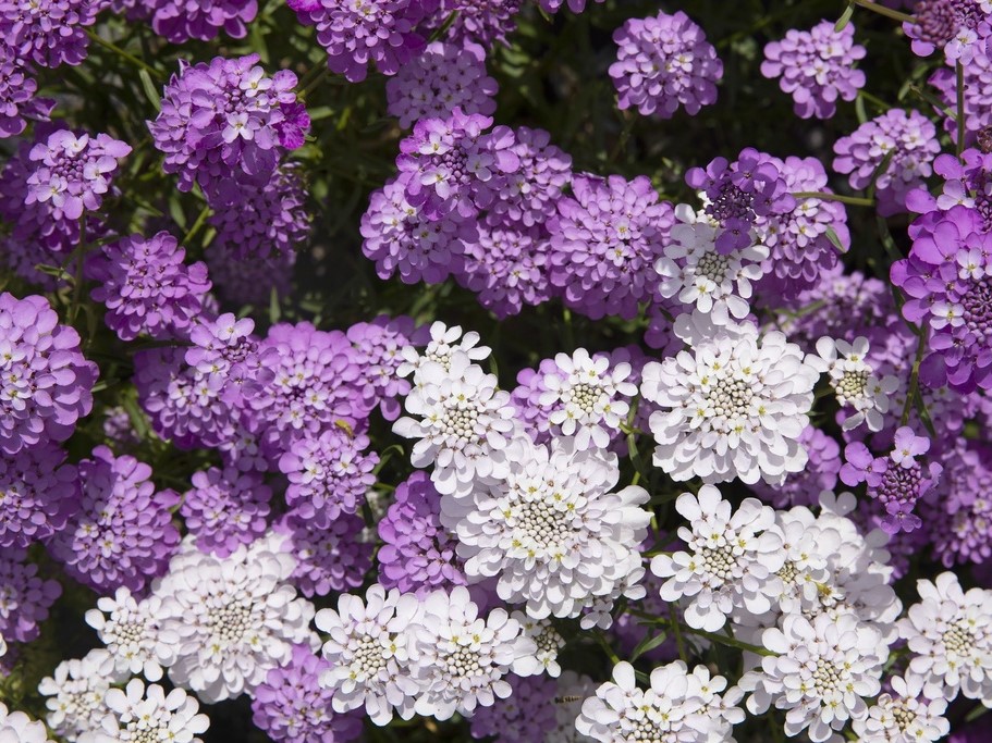 All flowers / Candytuft, Garden candytuft, Globe candytuft, Iberis