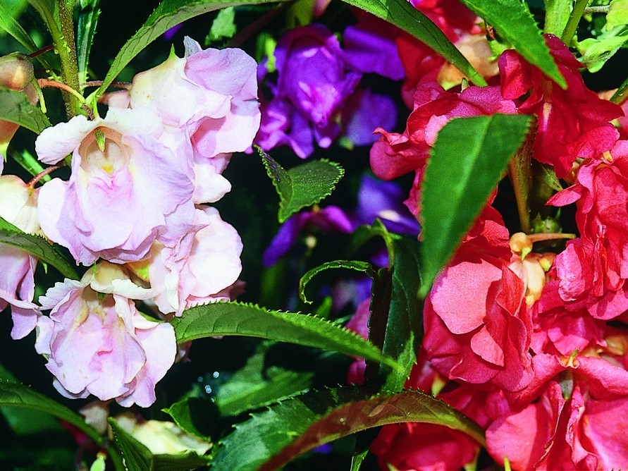 Tuti gli semi di fiori / Balsamina