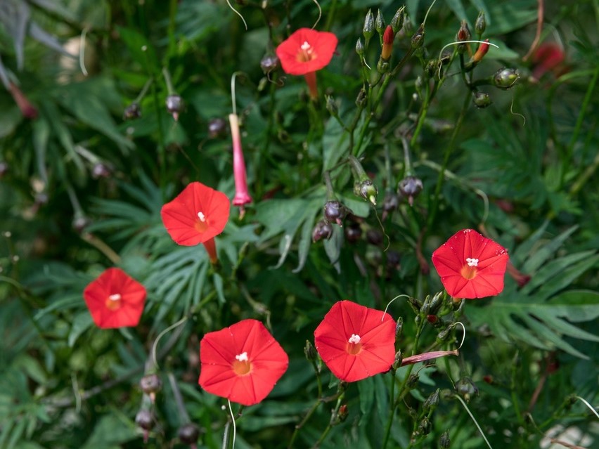 All flowers / Morning glory, Winding morning glory