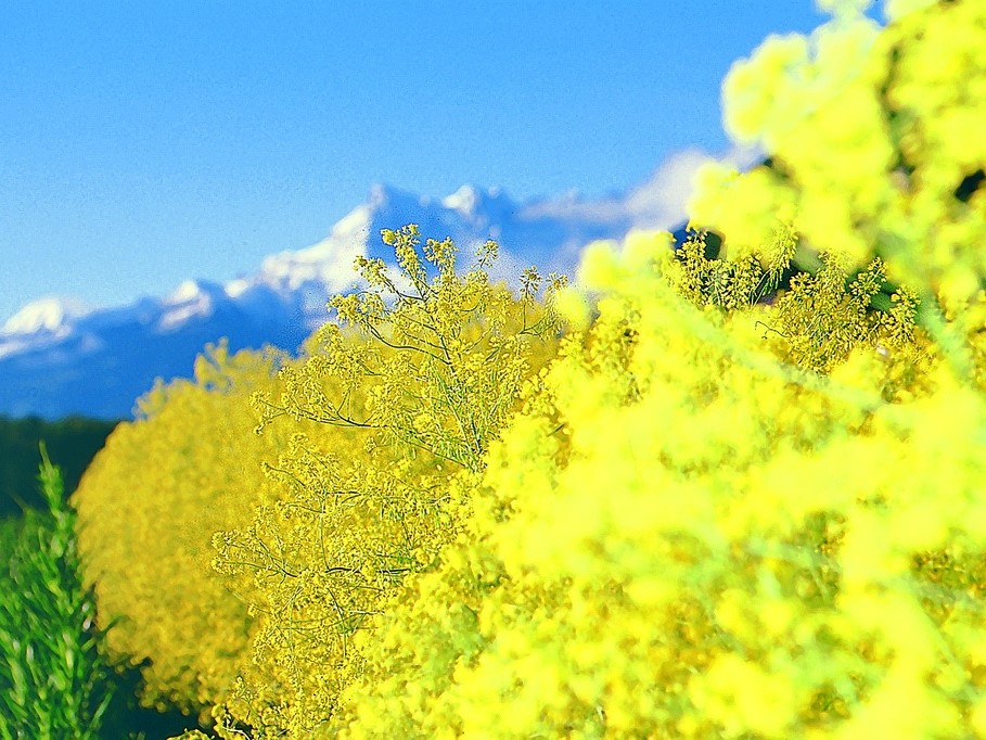 Tuti gli semi di fiori / Guado