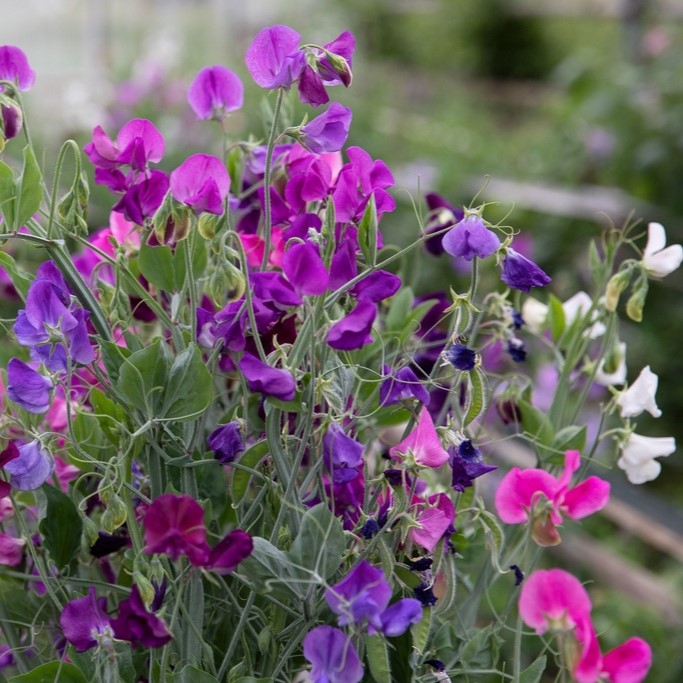 Toutes les fleurs / Pois de senteur