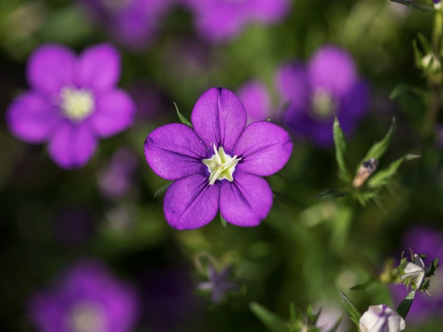 Alle Blumensamen / Frauenspiegel, Venusspiegel