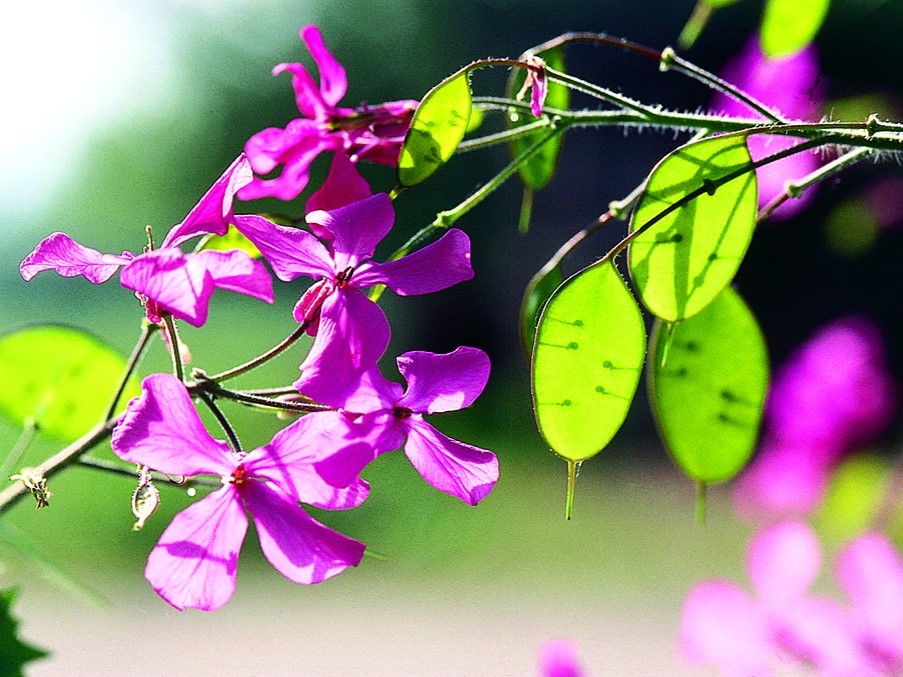 Alle Blumensamen / Mondviole, Judassilberling