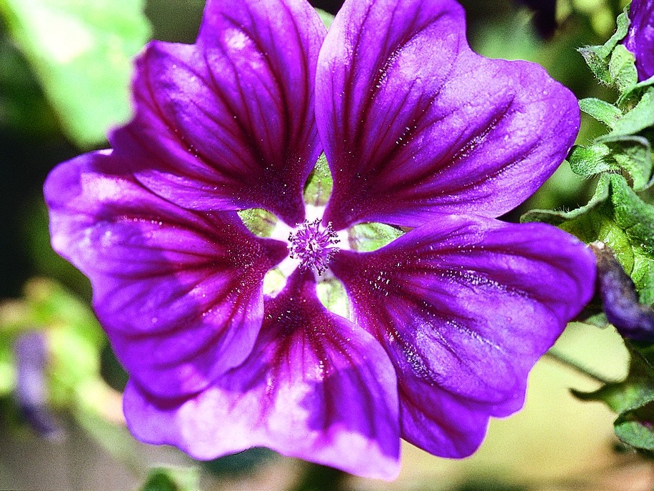 All flowers / Wild mallow