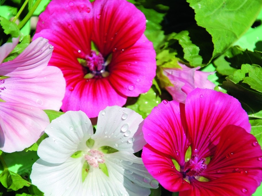 All flowers / Malope, Mallow wort, Spanish mallow