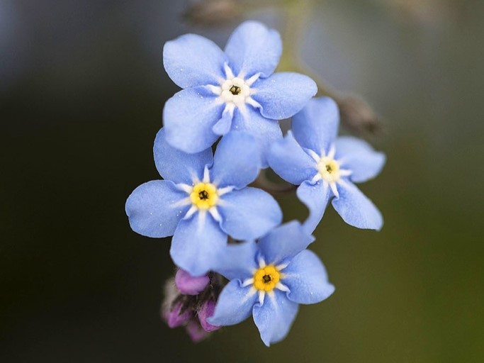 Alle Blumensamen / Vergissmeinnicht