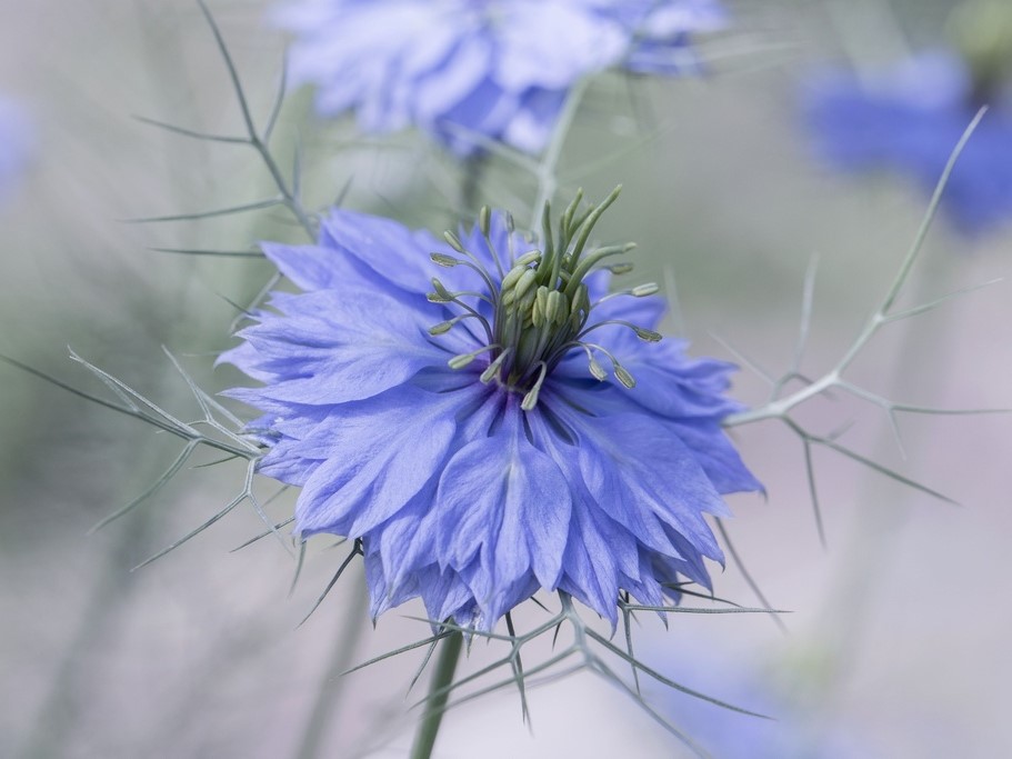 All flowers / Nigella, Love-in-a-mist