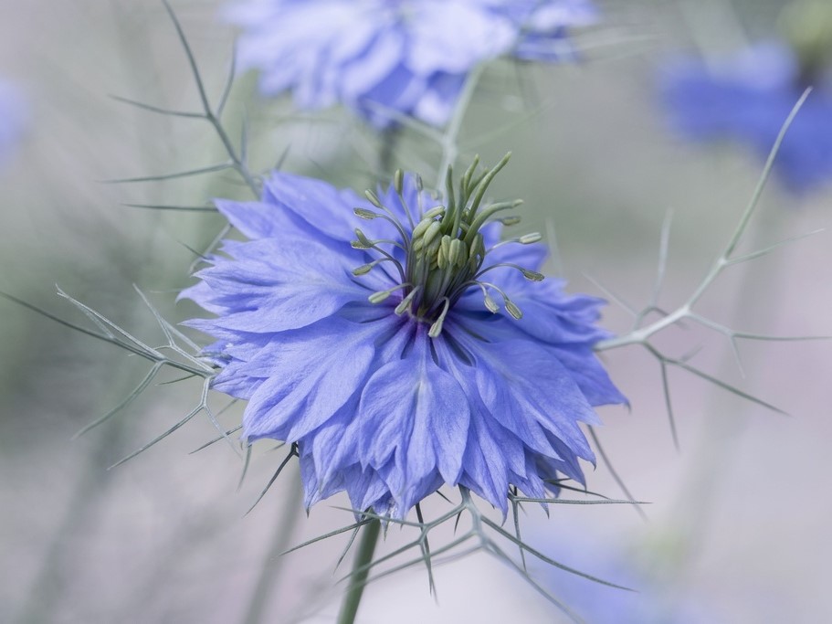 Flower seeds / Nigella, Love-in-a-mist