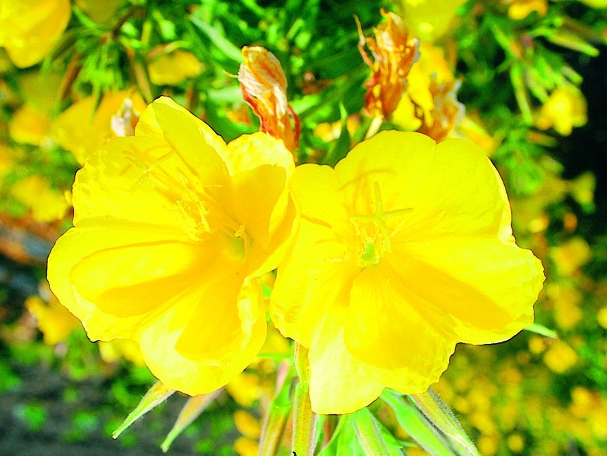 All flowers / Evening primrose