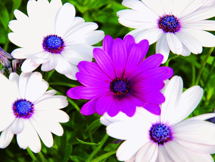 Toutes les fleurs / Marguerite du Cap, Osteospermum